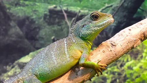 Stunning close up footage of a vividly yellow, brown and green colored iguana holding on to a tree b