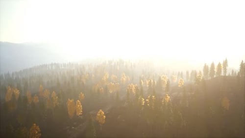 Sunlight in Spruce Forest in the Fog on the Background of Mountains at Sunset