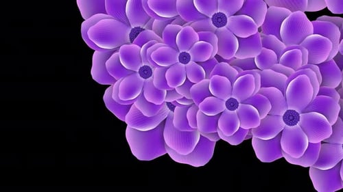 Elegant Purple Flowers Transition and Reveal