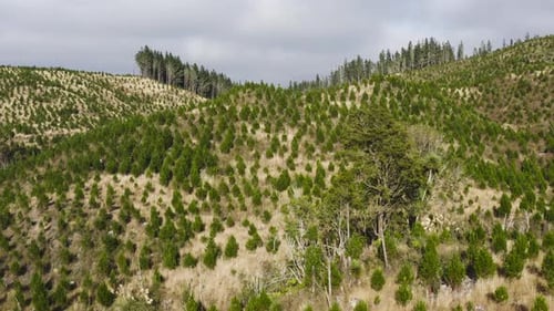 Reforestation of pine trees on hill, aerial