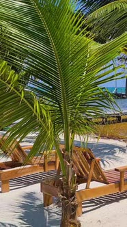 Vertical View, Beach Chairs and Seaweed on Coast of Belize on Hot Sunny Day