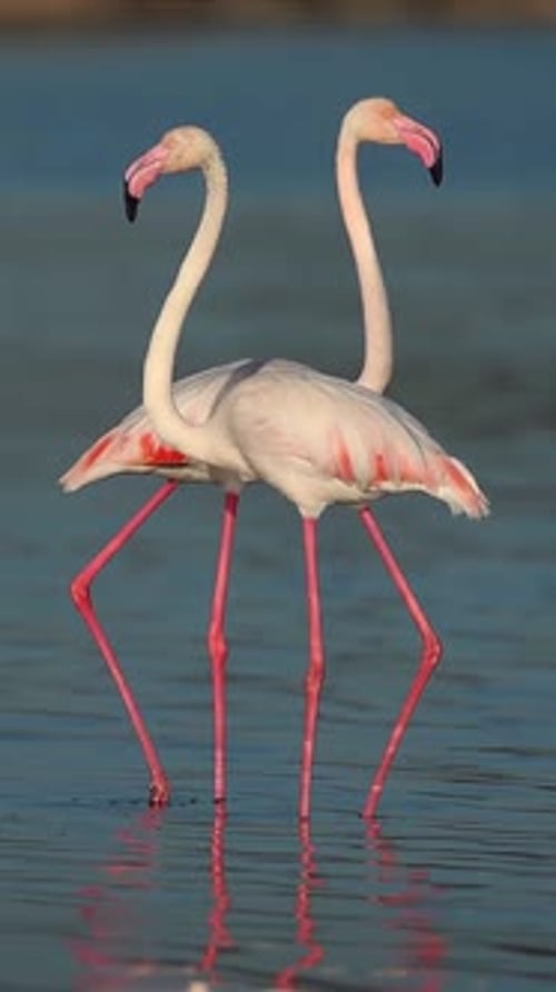 Two Graceful Flamingos Foraging in Shallow Water