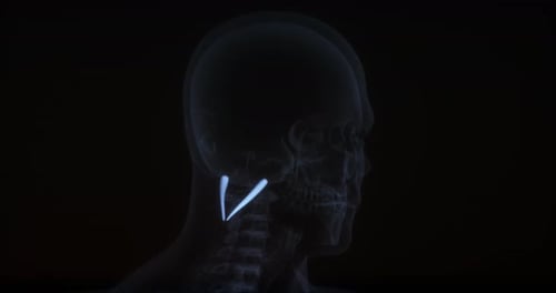 Músculo Rectus Capitis Posterior Major no corpo humano