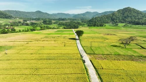 Aerial View of Rice Fields Ready to Harvest in Geblek Menoreh, Indonesia