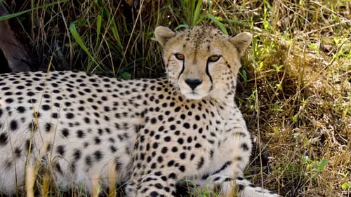 Ein einsamer Gepard, der auf dem geschützten Grasboden liegt und sich umschaut
