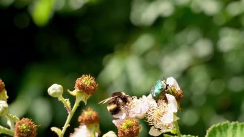Bee And Shield Bug On Flower In Summer Garden