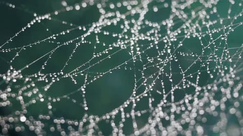 Wet Spider Web on a Teal Background