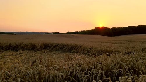 Golden Sunset On Dry Wheat Field In Kielno, Poland - Wide Shot Pan Left