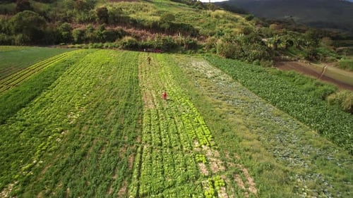 Aerial view of workers in a vibrant, green farming field under bright sunlight