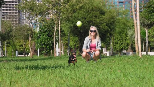 Girl plays with her toy terrier dog in park, she throws ball and dog runs