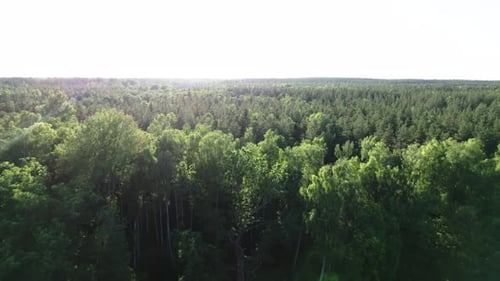 Vuela sobre las copas de los árboles en un denso bosque, en verano en Suecia
