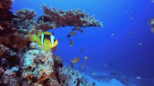 Reef Underwater Marine Scene Clownfish