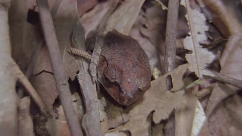 Fleckiger Wurffrosch (Leptobrachium hendricksoni) versteckt sich zwischen getrockneten Blättern und verzweigt sich