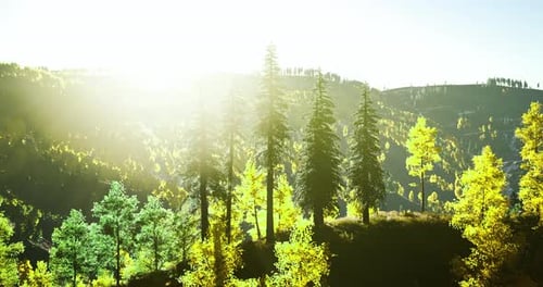 Sunlight Filtering Through Trees in a Lush Forest Landscape During Daytime