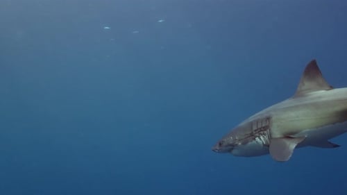 Gran tiburón blanco Carcharodon carcharias Islas Neptuno Australia del Sur Cámara lenta 4k