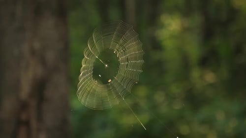 Spider makes beautiful spiral silk web in green forest, sun rays illuminate the intricate geometric