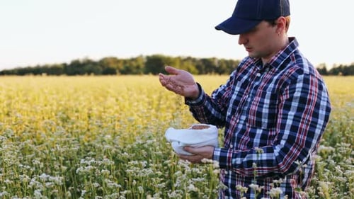 An agronomist is standing on a buckwheat field with a bag of buckwheat.