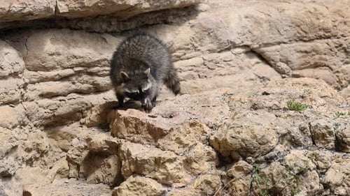 Raccoon Searches for Food on Rocky Outcrop