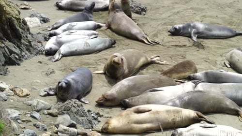 Elephant Seals laying on the Beach in the Sun