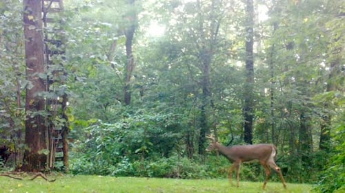 Young Whitetail Deer buck with small antlers causally walking under a hunters stand in a clearing in
