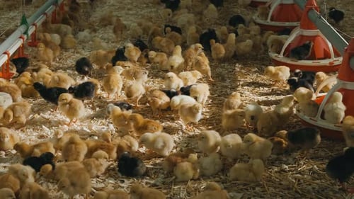 Chicks in a Brooder Eine lebendige und lebendige Tagesaktivität für Jungvögel und Pflegekräfte