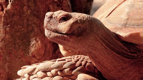 Primer plano de una tortuga espolonada africana.