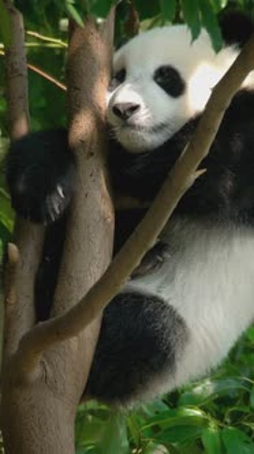 Peaceful Panda Resting in Tree