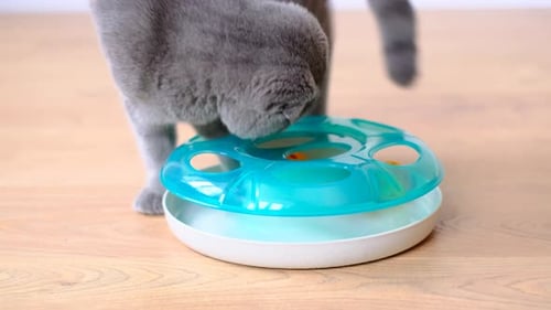 A Gray Scottish Cat is Playing with a Cat Toy Pets