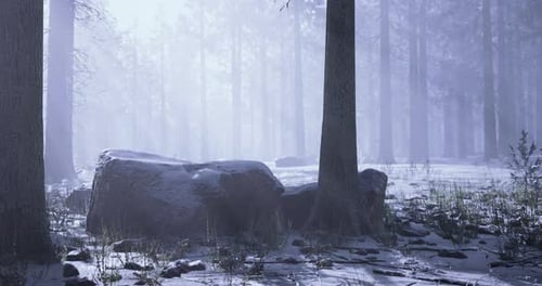 Winter Landscape with Snow Covered Ground and Misty Forest in the Morning