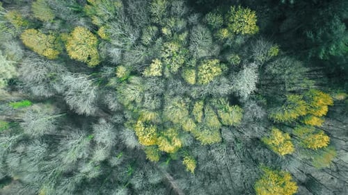 Green forest in the mountain