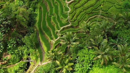Breathtaking Aerial Views of Tegallalang Rice Terraces Surrounded by Lush Bali Jungle