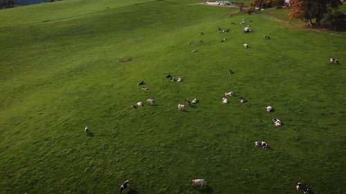 Herd of cows on green meadow