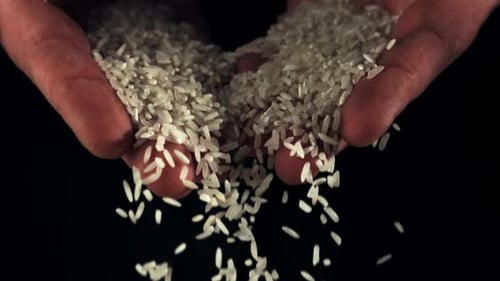 Close Up of Rice Grains Pouring from Hands