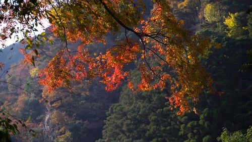 Autumn Foliage on Forested Mountainside