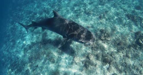 Tiger Shark Swims in Clear Blue Ocean Freediving with Tiger Sharks