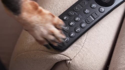 Remote control sitting on a couch, indoors
