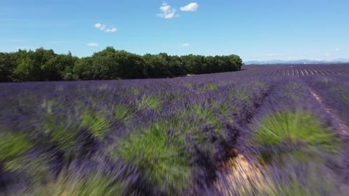 Lavender field agriculture cultivation aerial view in Plateau de Valensole