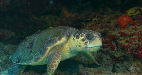 Loggerhead sea turtle up close and personal in Cancun Mexico.