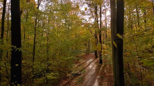 Autumn forest on a sunny day