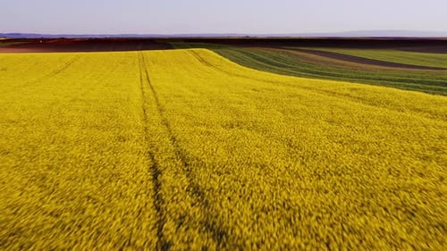 Aerial View of Yellow and Green Fields