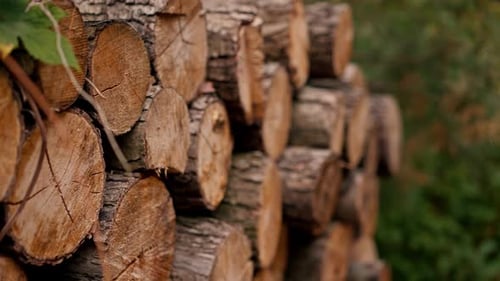 general plan of chopped wood A pile of firewood lying in a field near the forest, prepared fireplace