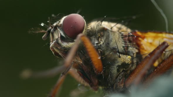 Extreme closeup fly with siphon. Family Muscidae, possibly Helina ...