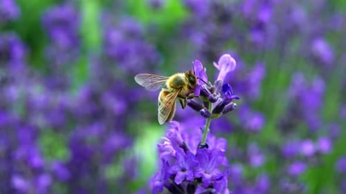 Honeybee Pollinating Lavender Flowers in a Field