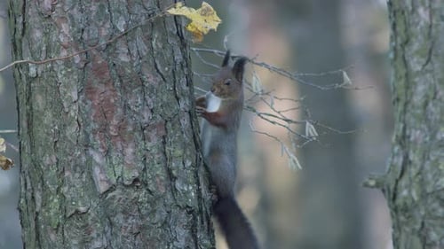 Wild squirrel climbing in tree sitting on the branch
