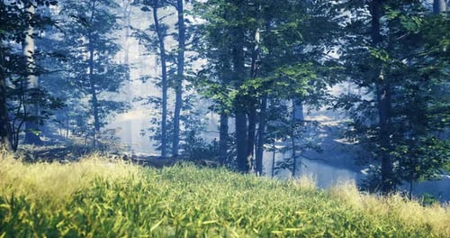 Serene Morning Light Filters Through a Lush Forest Clearing By the Water