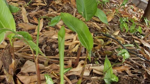 Gardening with a Gardening Hoe on Brown Leaves