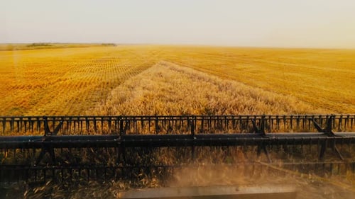 Harvesters for Harvesting Grain While Working View From the Combine Harvester Cab Harvesting