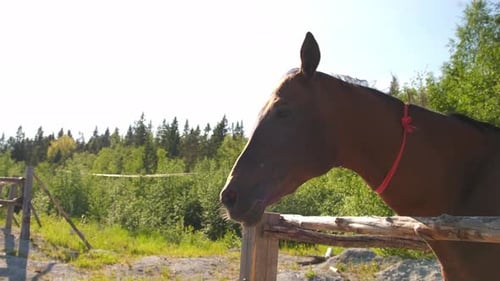 Brown Horse Standing Calmly in Green Pasture