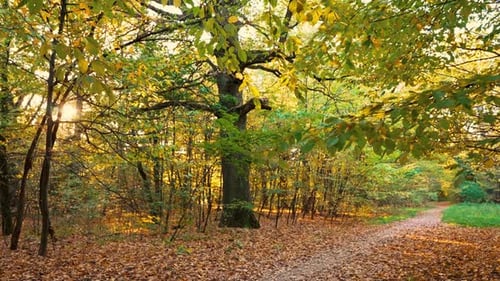 Path in the Autumn Park Where the Rays of the Sun Break Through the Trees