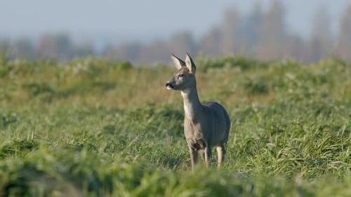 Common wild roe deer perfect closeup on meadow pasture autumn golden hour light